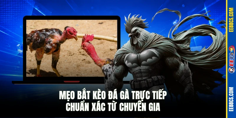 Mẹo bắt kèo đá gà trực tiếp chuẩn xác từ chuyên gia